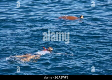 Donna che fa snorkeling con tartarughe marine nell'Oceano Pacifico lungo la costa occidentale di Kauai, Hawaii Foto Stock