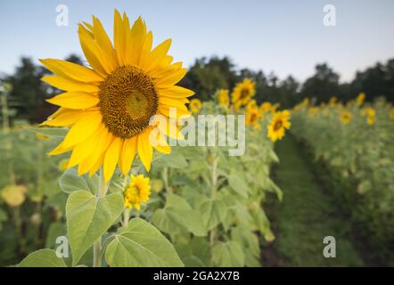 Primo piano di girasole (Helianthus) in fiore in un campo in estate; Virginia, Stati Uniti d'America Foto Stock