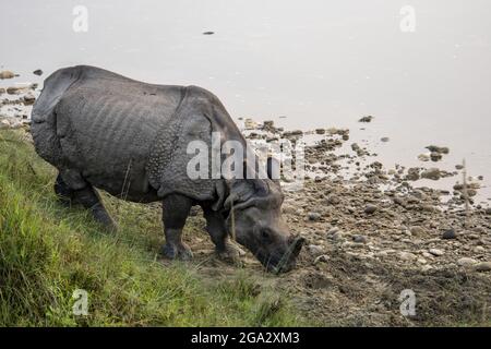 Rinoceronte indiano unicorno (Rhinoceros unicornis) nel Parco Nazionale di Chitwan, Nepal; Chitwan, Nepal Foto Stock