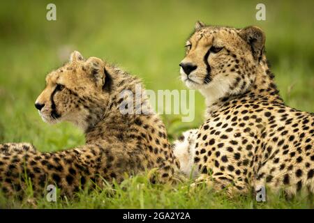 Primo piano di ghepardo (Acinonyx jubatus) e cucciolo sdraiato in lontananza, Maasai Mara National Reserve; Narok, Masai Mara, Kenya Foto Stock