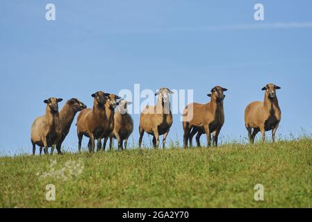 Camerun pecora nana (Ovis aries) in piedi in fila su un prato erboso; Baviera, Germania Foto Stock