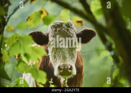 Primo piano ritratto di una mucca (Bos taurus) guardando la macchina fotografica attraverso le foglie su un prato; Baviera, Germania Foto Stock