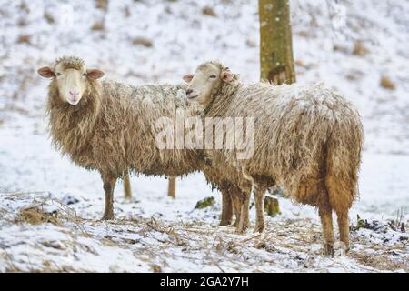 Primo piano ritratto di due pecore (Ovis aries) su un prato nevoso in inverno guardando la fotocamera Foto Stock