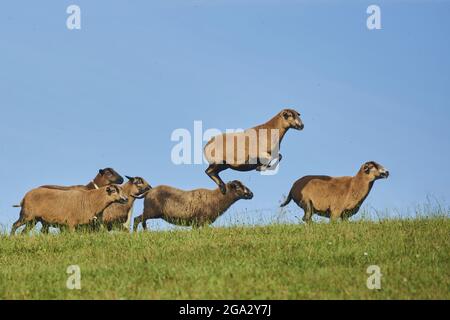 Camerun pecora nana (Ovis aries) che corre su un prato erboso con una pecora che colma in aria; Baviera, Germania Foto Stock
