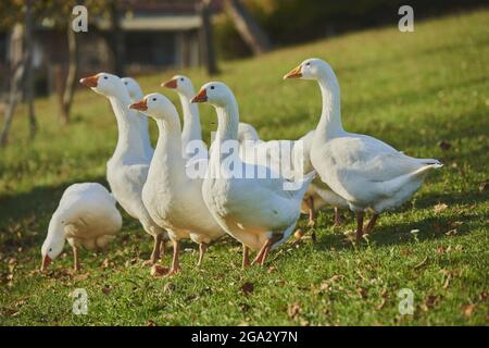 Oche domestiche, prigioniere (Anser anser domesticus) in piedi su un prato erboso; Baviera, Germania Foto Stock