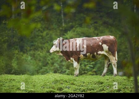 Bestiame bovino (Bos taurus) in piedi su un prato; Baviera, Germania Foto Stock