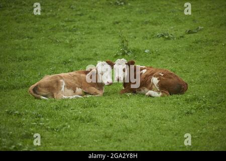 Due mucche (Bos taurus) che si stendono sull'erba fianco a fianco in un prato, guardando la macchina fotografica; Baviera, Germania Foto Stock