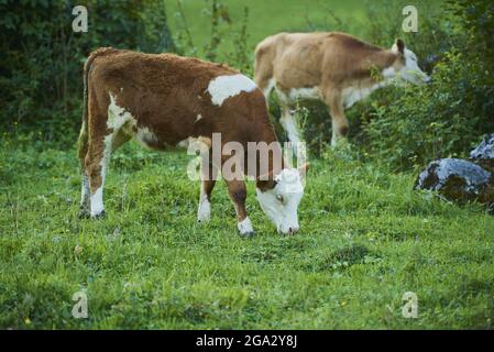 Bestiame bovino (Bos taurus) pascolo su erba e cespugli su un prato; Baviera, Germania Foto Stock