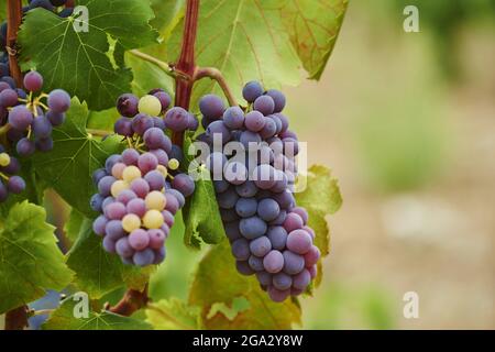 Primo piano di uve rosse che maturano appese sulla vite in un vigneto in estate; Catalogna, Spagna Foto Stock