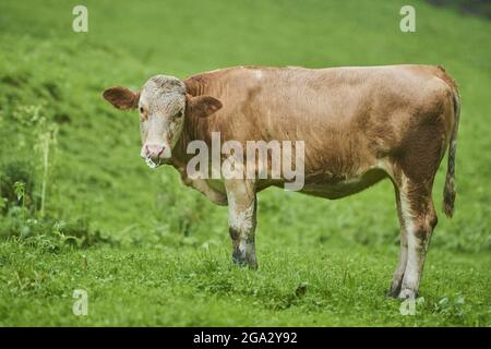 Bestiame bovino (Bos taurus) in piedi su un prato; Baviera, Germania Foto Stock