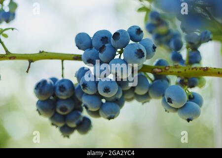 Primo piano di mirtilli o mirtilli rossi (corimboso di Vaccinium) appesi sul ramo in estate; Palatinato superiore, Baviera, Germania Foto Stock