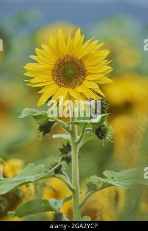 Fiore comune di girasole (Helianthus annuus); Baviera, Germania Foto Stock