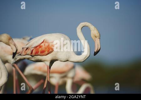 Primo piano della fauna selvatica dei grandi Flamingos (Fenicotterus roseus) nel Parc Naturel Regional de Camargue; Saintes-Maries-de-la-Mer, Camargue, Francia Foto Stock