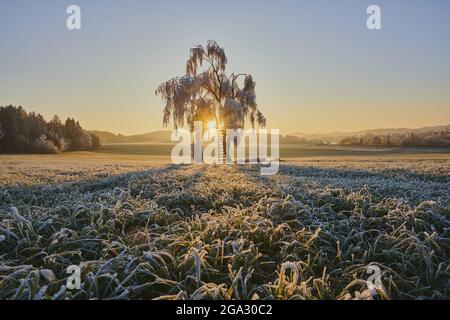 Betulla d'argento congelata, betulla verruca o betulla bianca europea (Betula pendula) con un persico su un prato all'alba; Baviera, Germania Foto Stock