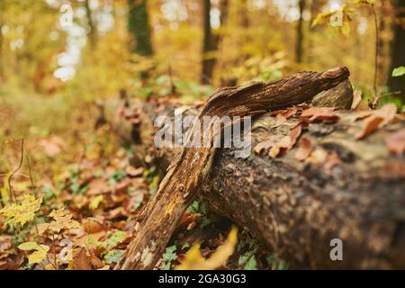 Legno marcio in una foresta colorata di faggio europeo o di faggio comune (Fagus sylvatica); Baviera, Germania Foto Stock