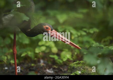 Ritratto di una cicogna nera (Ciconia nigra), prigioniero, Parco Nazionale della Foresta Bavarese; Baviera, Germania Foto Stock
