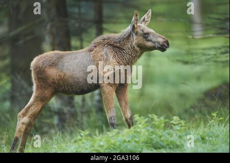 Elk o Moose (Alces Alces) vitello su una glade forestale, prigioniero, Parco Nazionale della Foresta Bavarese; Baviera, Germania Foto Stock