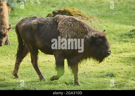 Bisonte europeo o wisent (Bison bonasus) mugnare su una radura di foresta, Parco Nazionale della Foresta Bavarese; Baviera, Germania Foto Stock