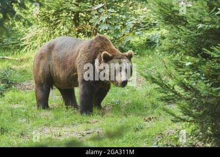 Orso bruno eurasiatico (Ursus arctos arctos) su una glade forestale, prigioniero, Parco Nazionale della Foresta Bavarese; Baviera, Germania Foto Stock