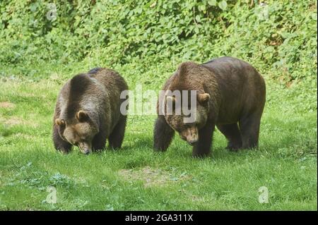 Orso bruno eurasiatico (Ursus arctos arctos) su una glade forestale, prigioniero, Parco Nazionale della Foresta Bavarese; Baviera, Germania Foto Stock