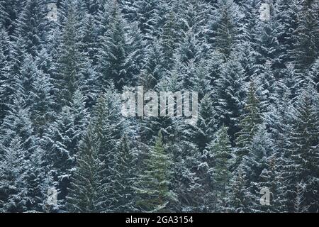 Alberi di abete rosso (Picea abies) della Norvegia a Janosikove DIERY, Kleine Fatra, Karpaten, Terchova, Slovacchia Foto Stock