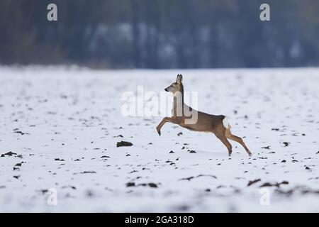 Capriolo (Capreolus capreolus) che corre su un campo nevoso; Wiesent, Baviera, Germania Foto Stock