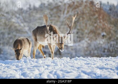 Daini (Dama dama) buck e doe su un prato nevoso; Baviera, Germania Foto Stock