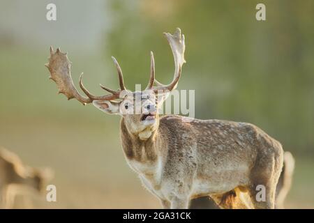 Ritratto di cervo (Dama dama), prigioniero; Baviera, Germania Foto Stock