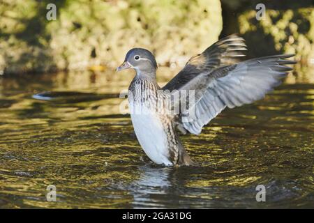 Anatra mandarino (Aix galericulata) femmina su un lago; Baviera, Germania Foto Stock