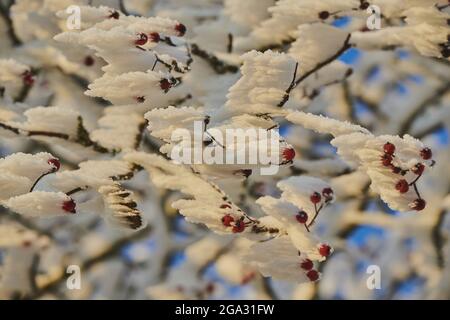 Frutti congelati di rowan o di cenere di montagna (Sorbus aucuparia); Baviera, Germania Foto Stock