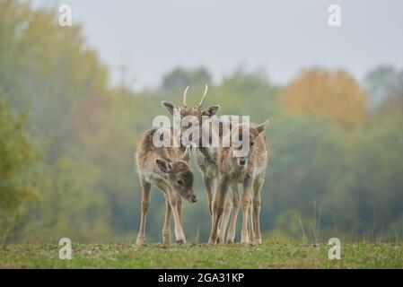 Daini (Dama dama) su un prato, prigioniero; Baviera, Germania Foto Stock