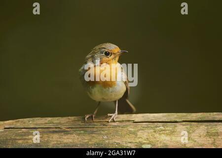 Rapina europea (Erithacus rubecula) seduta su un ramo; Baviera, Germania Foto Stock