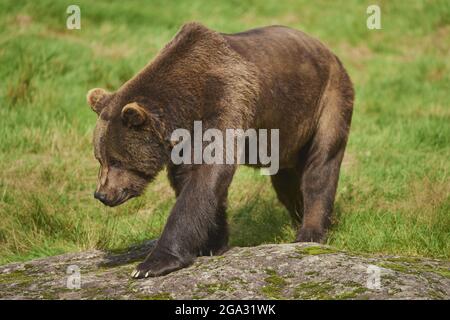 Orso bruno eurasiatico (Ursus arctos arctos) su una glade forestale, prigioniero, Parco Nazionale della Foresta Bavarese; Baviera, Germania Foto Stock