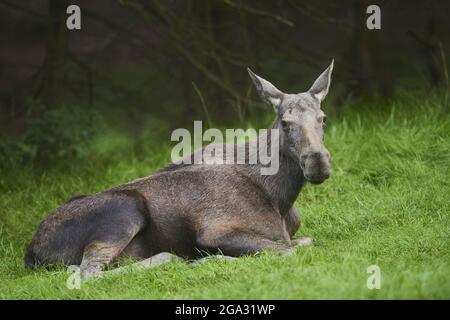 Elk o Moose (Alces Alces) mucca su una glade forestale, prigioniera, Parco Nazionale della Foresta Bavarese; Baviera, Germania Foto Stock