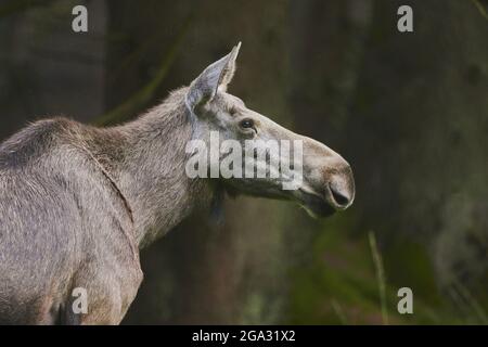 Elk o Moose (Alces Alces) mucca su una glade forestale, prigioniera, Parco Nazionale della Foresta Bavarese; Baviera, Germania Foto Stock