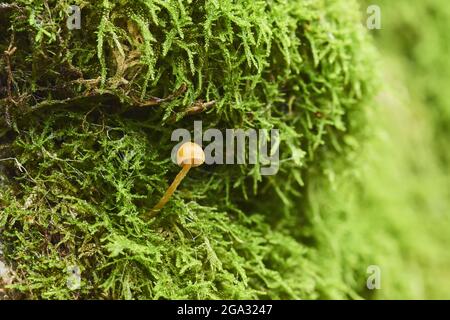 Piccolo fungo (Galerina vittiformis) che cresce nella muschio della Riserva Naturale Holle, Foresta Bavarese; Baviera, Germania Foto Stock