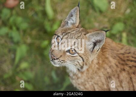 Giovane lynx eurasiatica (Lynx lynx) in una foresta, prigioniera, Parco Nazionale della Foresta Bavarese; Baviera, Germania Foto Stock