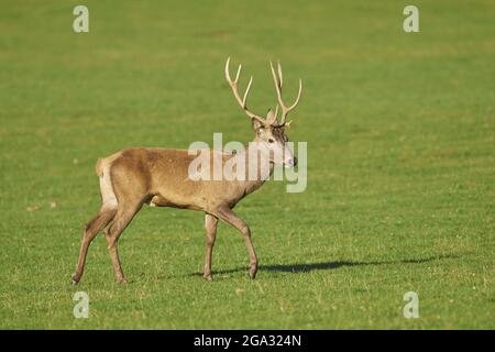 Dama dama ritratto a buck, prigioniero; Baviera, Germania Foto Stock