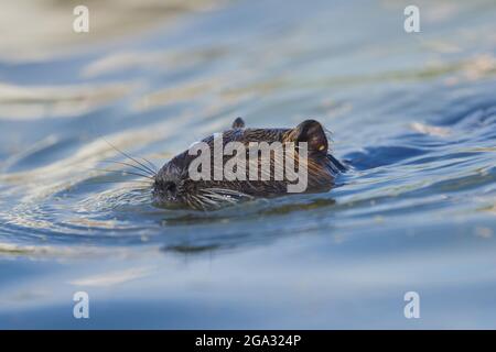 Coypu o nutria (Myocastor coypus) nuoto; Camargue, Francia Foto Stock