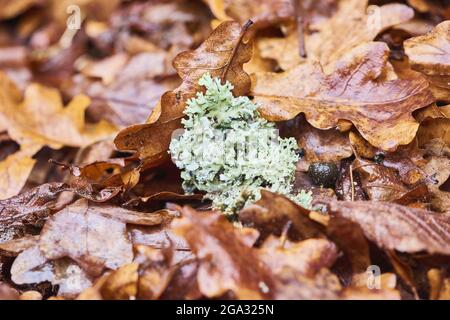 Lichen giacente a terra in detriti di foglie; Baviera, Germania Foto Stock