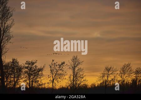 Le oche più grandi (albifrons Anser) e le oche grigielag (Anser anser) che volano al tramonto; Kiefenholz, Wiesent, Baviera, Germania Foto Stock