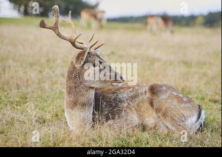 Daini (Dama dama) che riposano su un prato, prigioniero; Baviera, Germania Foto Stock