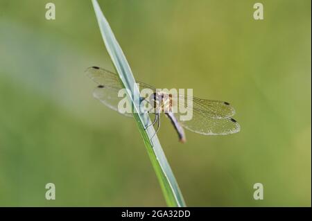 Chaser a quattro macchie (Libellula quadrimaculata) appoggiato su una foglia; Baviera, Germania Foto Stock