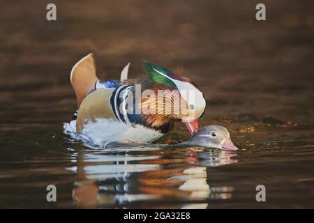 Coppia di anatre mandarine (Aix galericulata) su un lago; Baviera, Germania Foto Stock