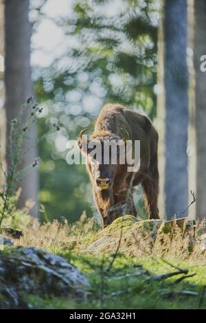 Bisonte europeo o wisent (Bison bonasus) su una radura di foresta, Parco Nazionale della Foresta Bavarese; Baviera, Germania Foto Stock