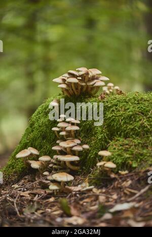 Tuft di zolfo o cimeted woodlover (Hypholoma fasciculare) funghi su un ceppo di mosy in una foresta; Baviera, Germania Foto Stock