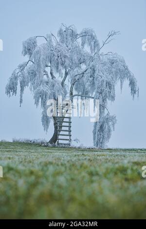 Betulla argentata congelata, betulla argentata o betulla bianca europea (Betula pendula) albero con una scala e un persico su un prato; Baviera, Germania Foto Stock