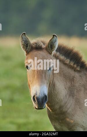 Cavallo di Przewalski o cavallo selvatico mongolo (Equus ferus przewalskii) su un campo, prigioniero, Parco Nazionale della Foresta Bavarese, Baviera, Germania Foto Stock