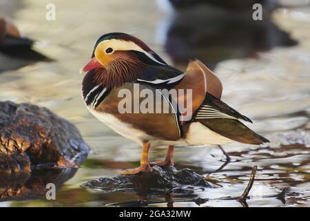 Anatra mandarino (Aix galericulata) maschio in piedi su una roccia in acqua; Baviera, Germania Foto Stock