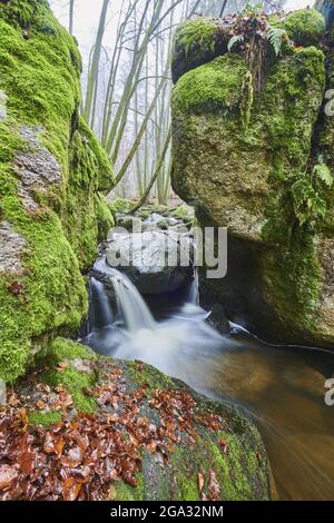 Un ruscello che scorre attraverso la foresta presso la Riserva Naturale Holle, Foresta Bavarese; Baviera, Germania Foto Stock